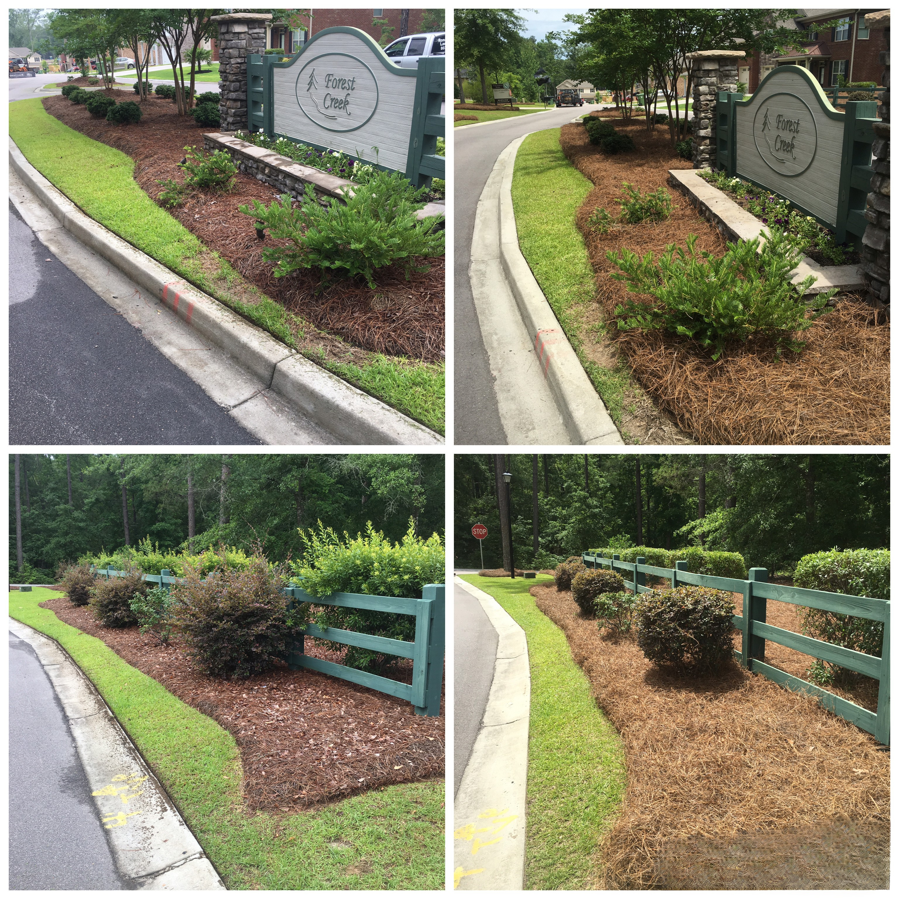 Pine Straw & Shrubs — Before & After